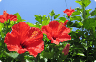 ハイビスカス